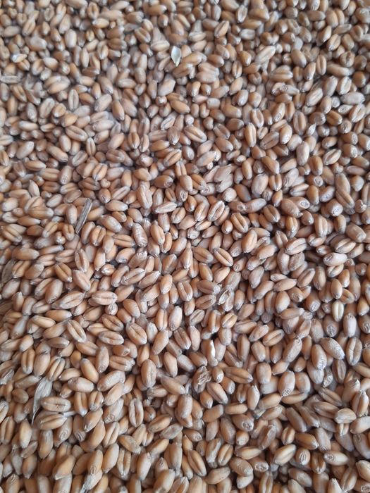 Продам насіння пшениці РЖК Реформ