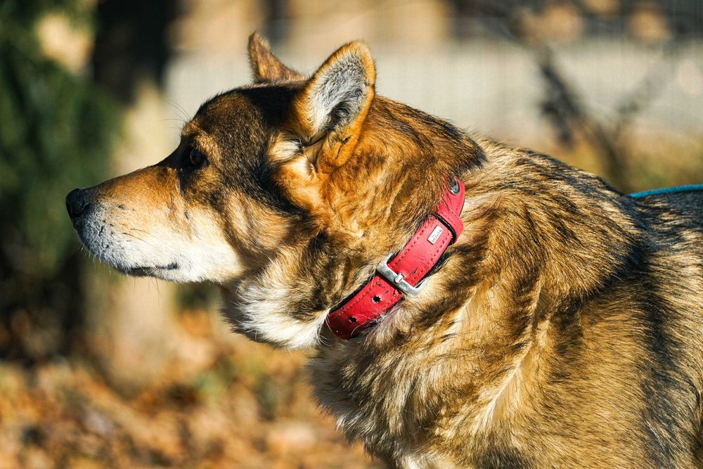 VISTO - starszy psiak błaga o dom
