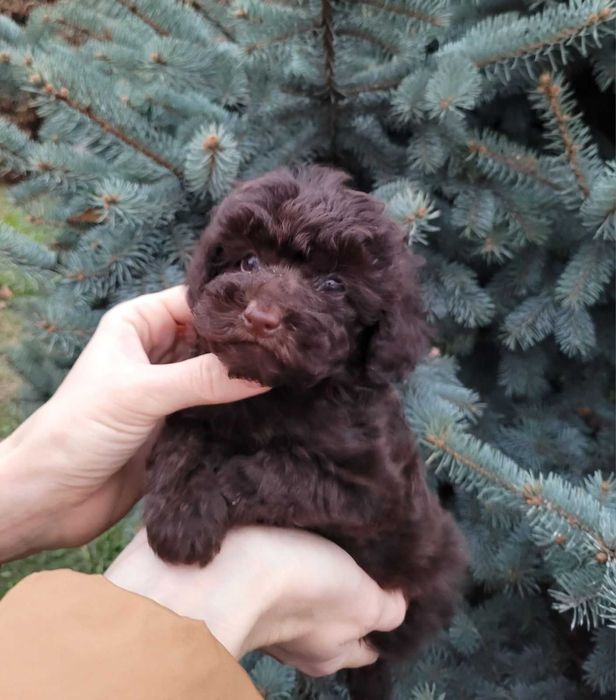 Чарівний та супер милий хлопчик коричневого Той пуделя з Києва