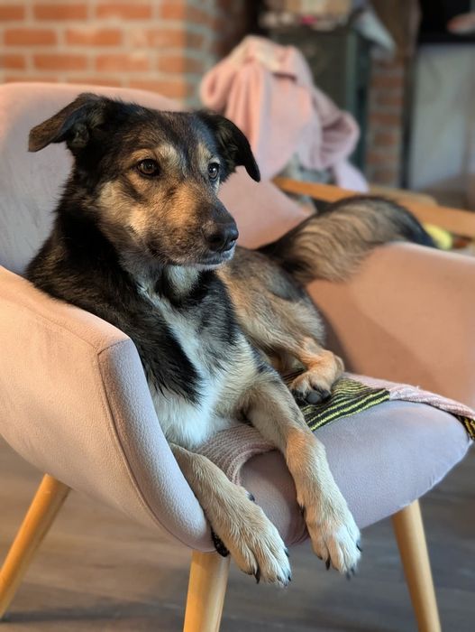 Temida szuka domu stałego!