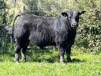 Touros Aberdeen-Angus