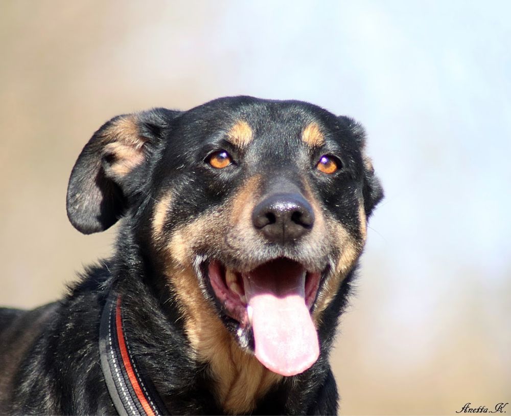 Czarny, starszy i (nie)zwykły kundelek. Super pies do adopcji.