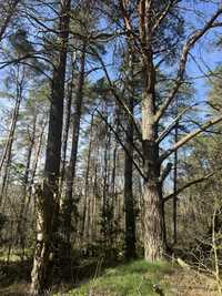 Działka leśna 1,3449 ha Podlasie