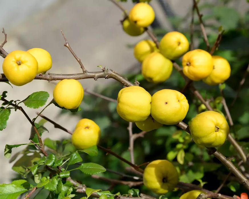 Хеномелес.Айва японська