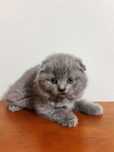 Scottish Fold Fêmea.