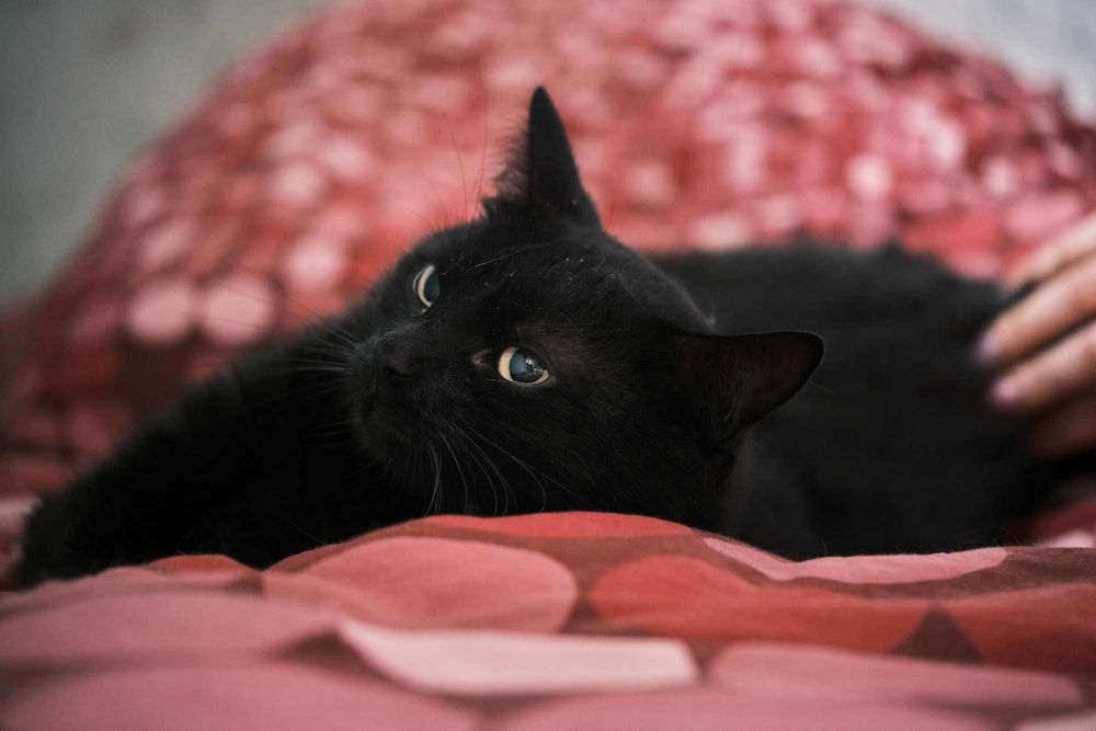 Kotka Kali szuka domu