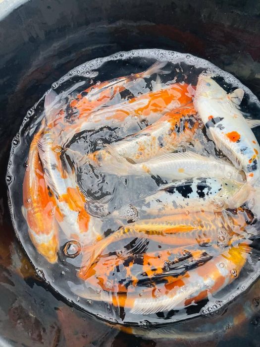 Ryby do oczka wodnego Jesiotr Albinos Karaś koi Amur Tołpyga Lin Karp