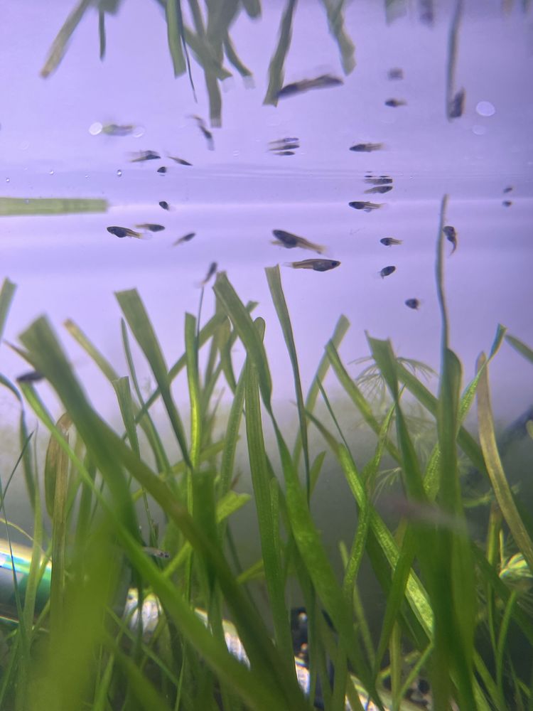 Juvenis e Alevinos de Endler/Guppy