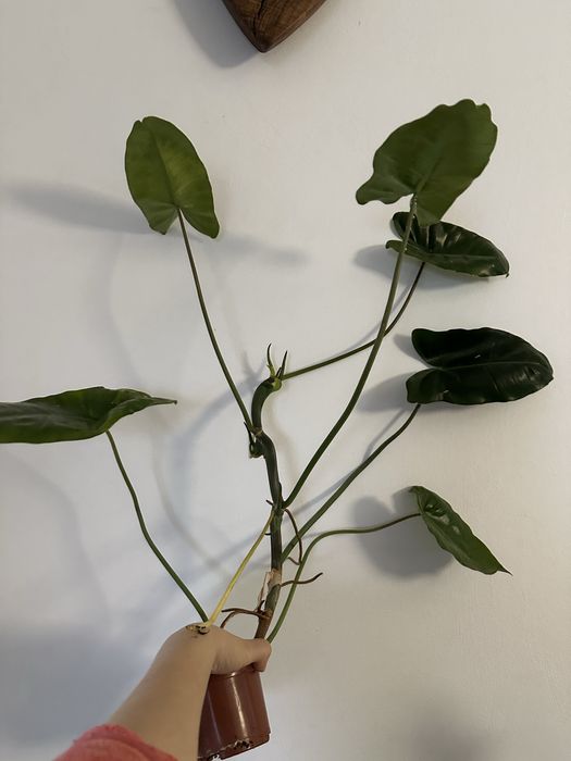 Filodendron burle marx