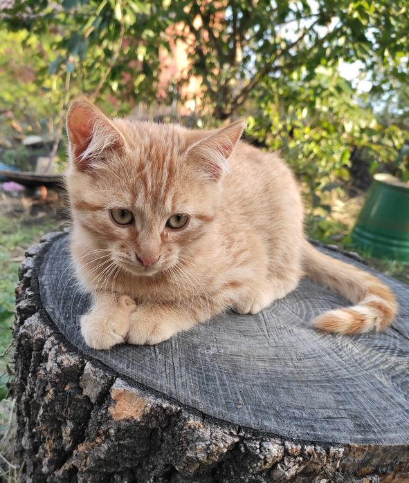 Котик черный и рыжий