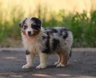 Piesek blue merle długi ogon owczarek australijski ZKwP/FCI