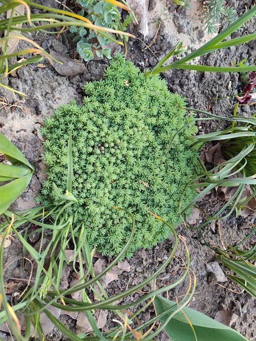 Очиток м'ясистий, біла лілія, м'ята смак жуйки Wriggle's