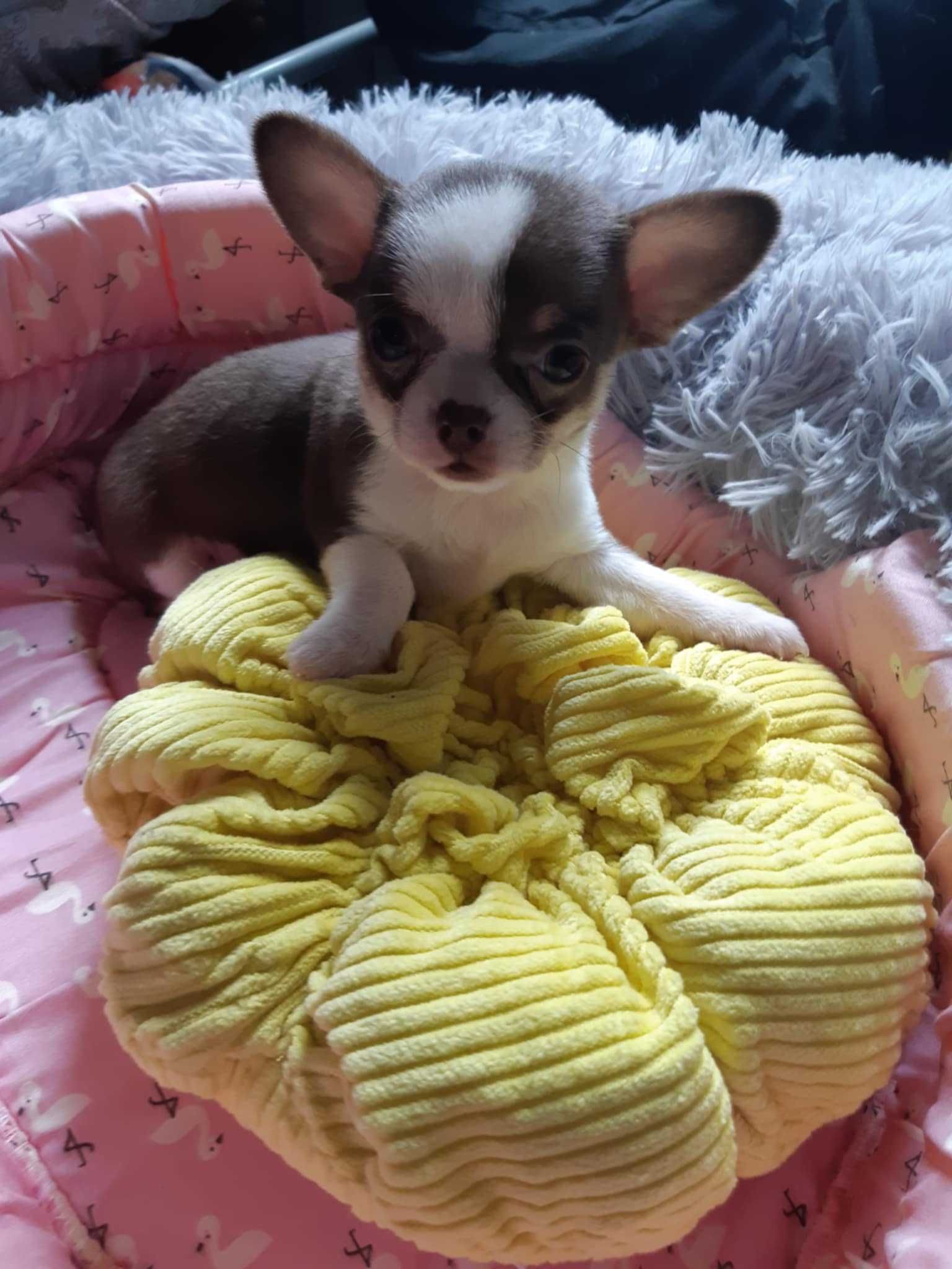 Suczka chihuahua krótkowłosa z badaniem głowy i serca
