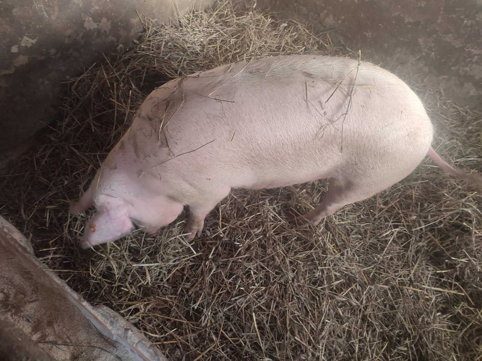 Sprzedam tucznika rezerwacja