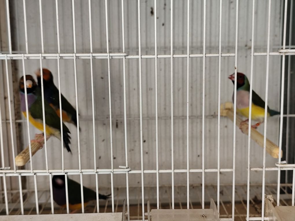 Vendo diamantes de gould