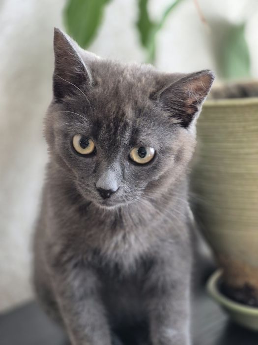Віддам в добрі руки кошеня