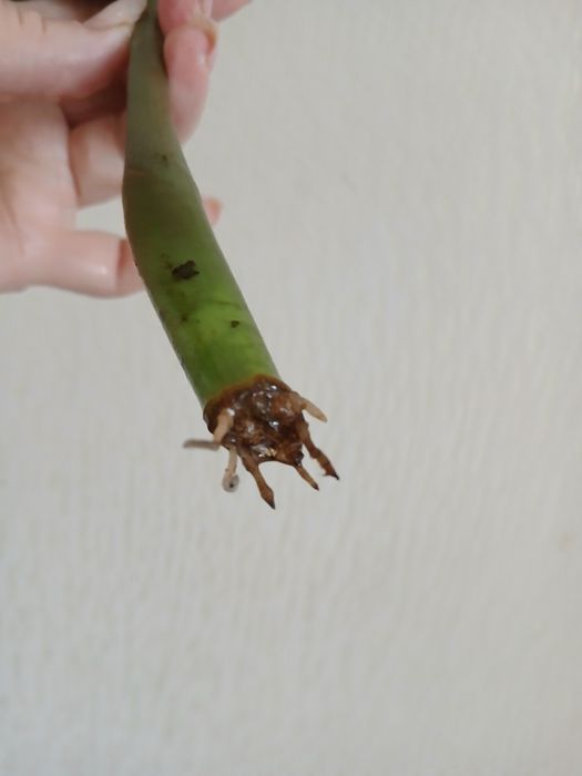 Розпродаж квітів! Заміокулькас  чорний  Равен  Доларове дерево