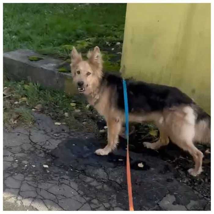 Активная игривая собака