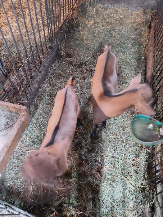 Sprzzedam mlode kozły do dalszej hodowli cena 2 szt