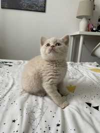 Kremowa koteczka Brytyjska krótkowłosa do rezerwacji