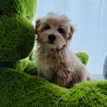 MALTIPOO małe misie