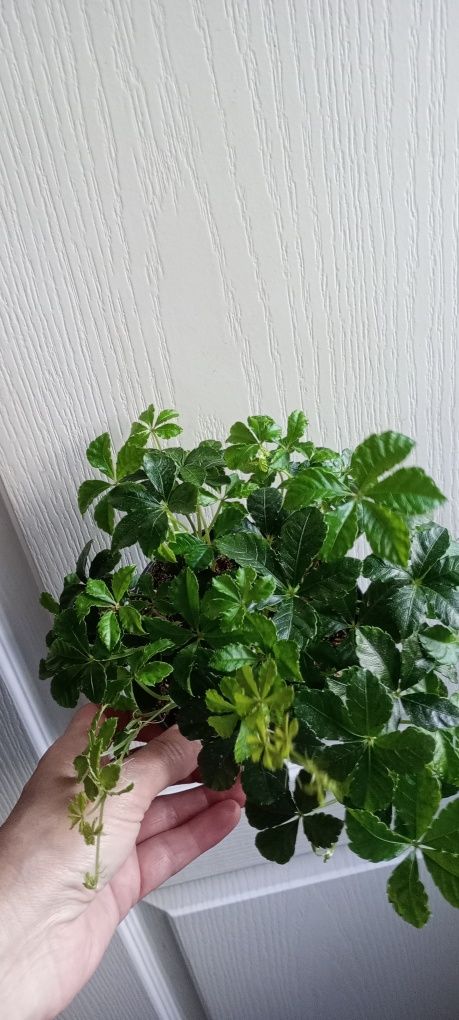 Peperomia cisus geranium trzykrotka