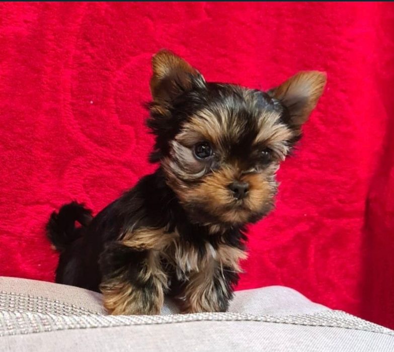 Yorkshire terrier piesek, York szczenięta piesek