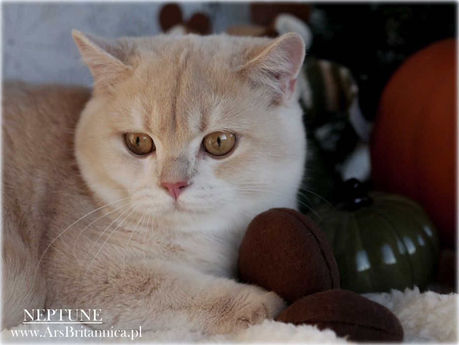 Jedyny Kocurek brytyjski Płowy Złoty Szynszylowy na olx! Neptune py12