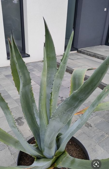 Agawa amerykańska 4szt. (115-125cm) Transport gratis*