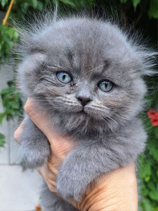 Хайленд фолд кошенята