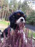Cavalier King Charles Spaniel chłopak