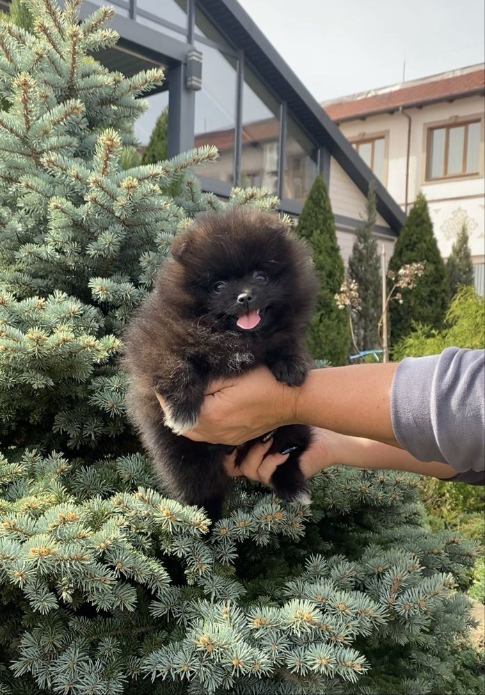 Померанський Шпіц