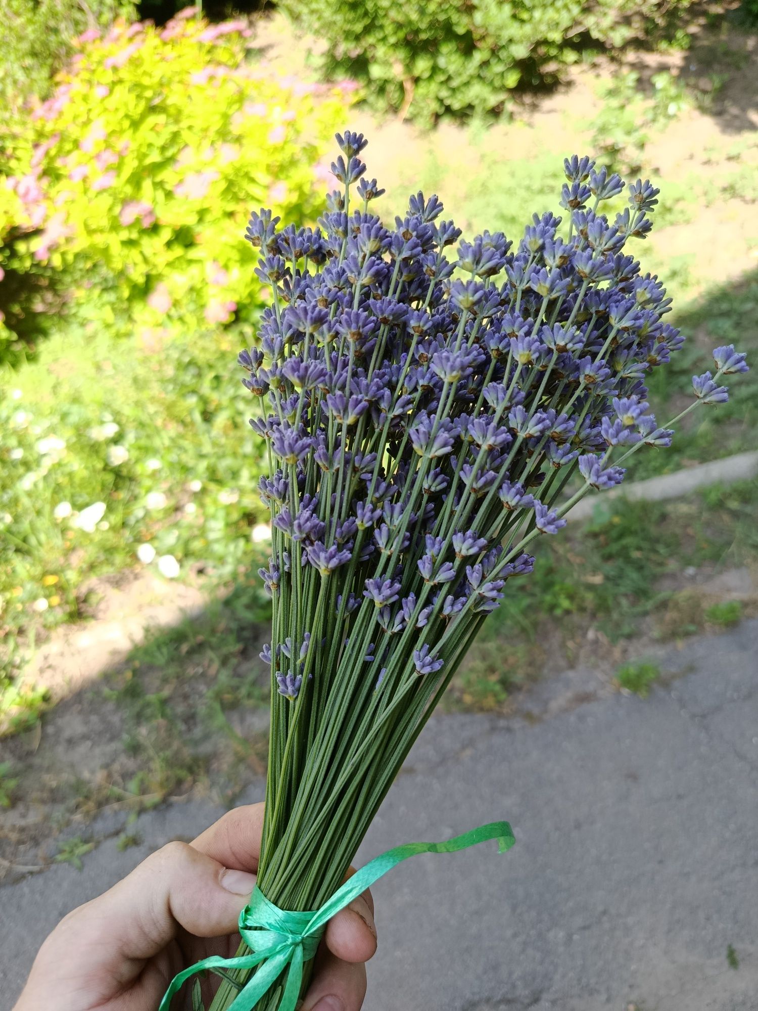 Букети з лаванди