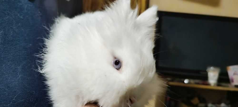 Miniatury królików angor i karzełek Teddy