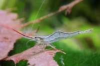 Krewetka Pinokio - Caridina gracilirostris