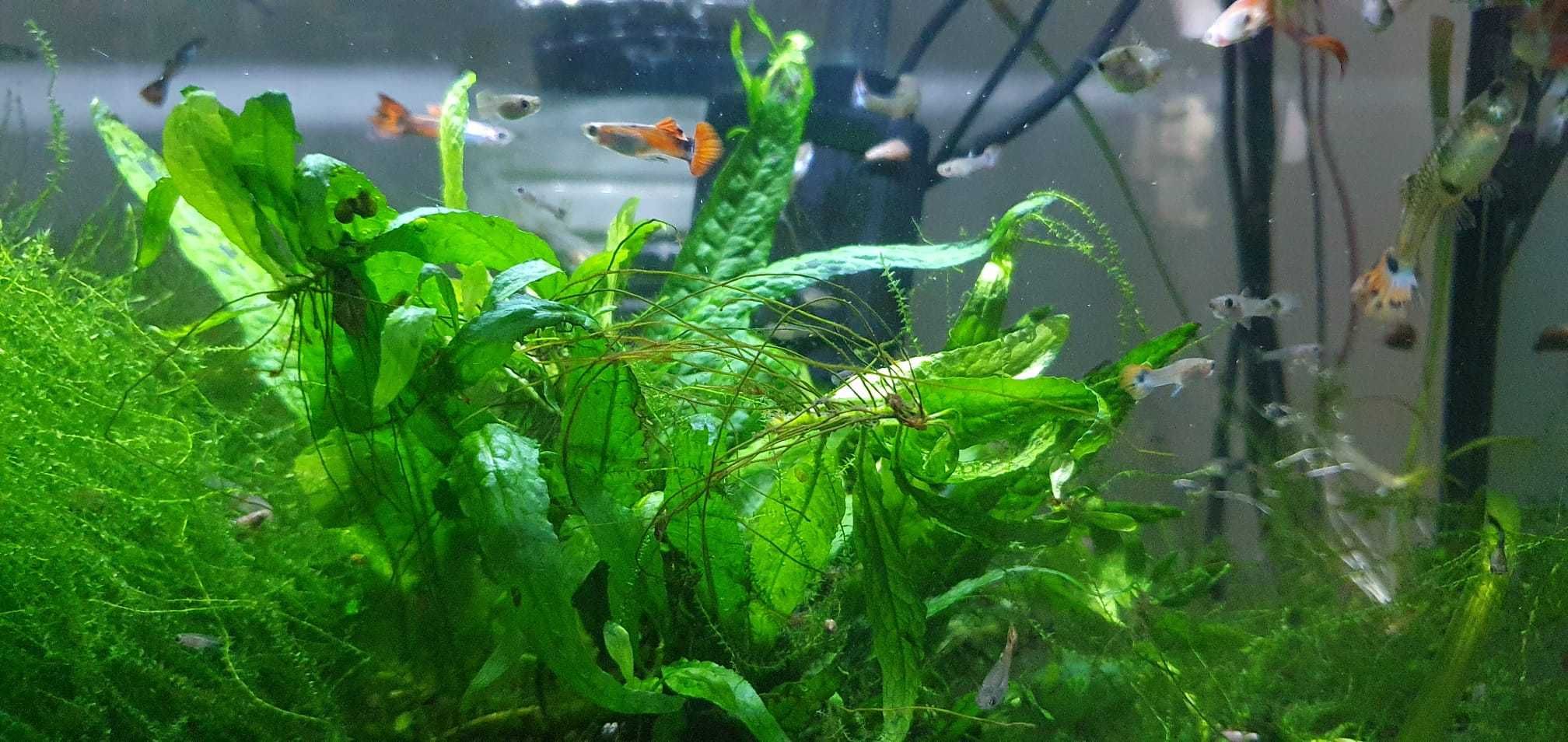 Guppys juvenis raçados de endler