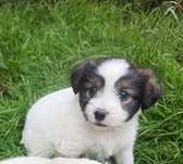 Szczeniaki szcenięta po shih tzu pieski