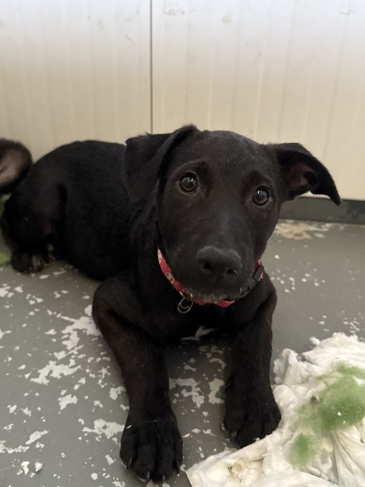 Cachorra 3 meses para adoção