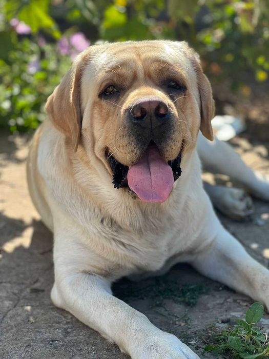 Вязка Лабрадор ретривер