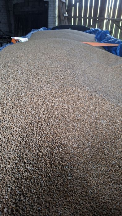 Przenica tegoroczna ładna