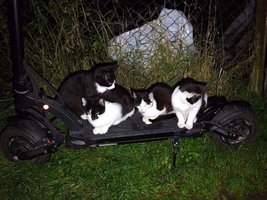 Kociaki czekają na bezpieczne domki