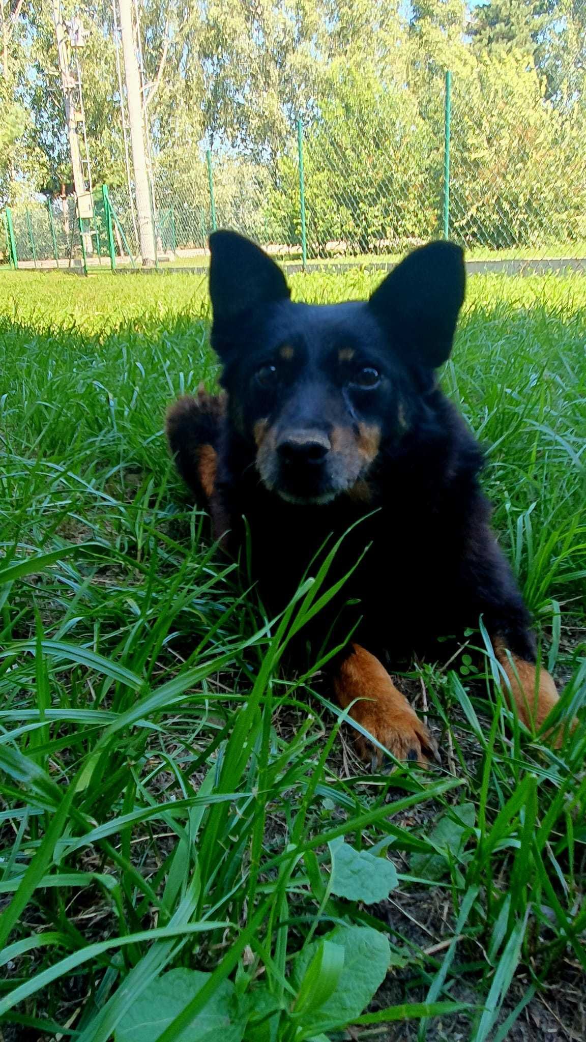 pola niewidoma w schronisku w lututowie adopcja aktualne