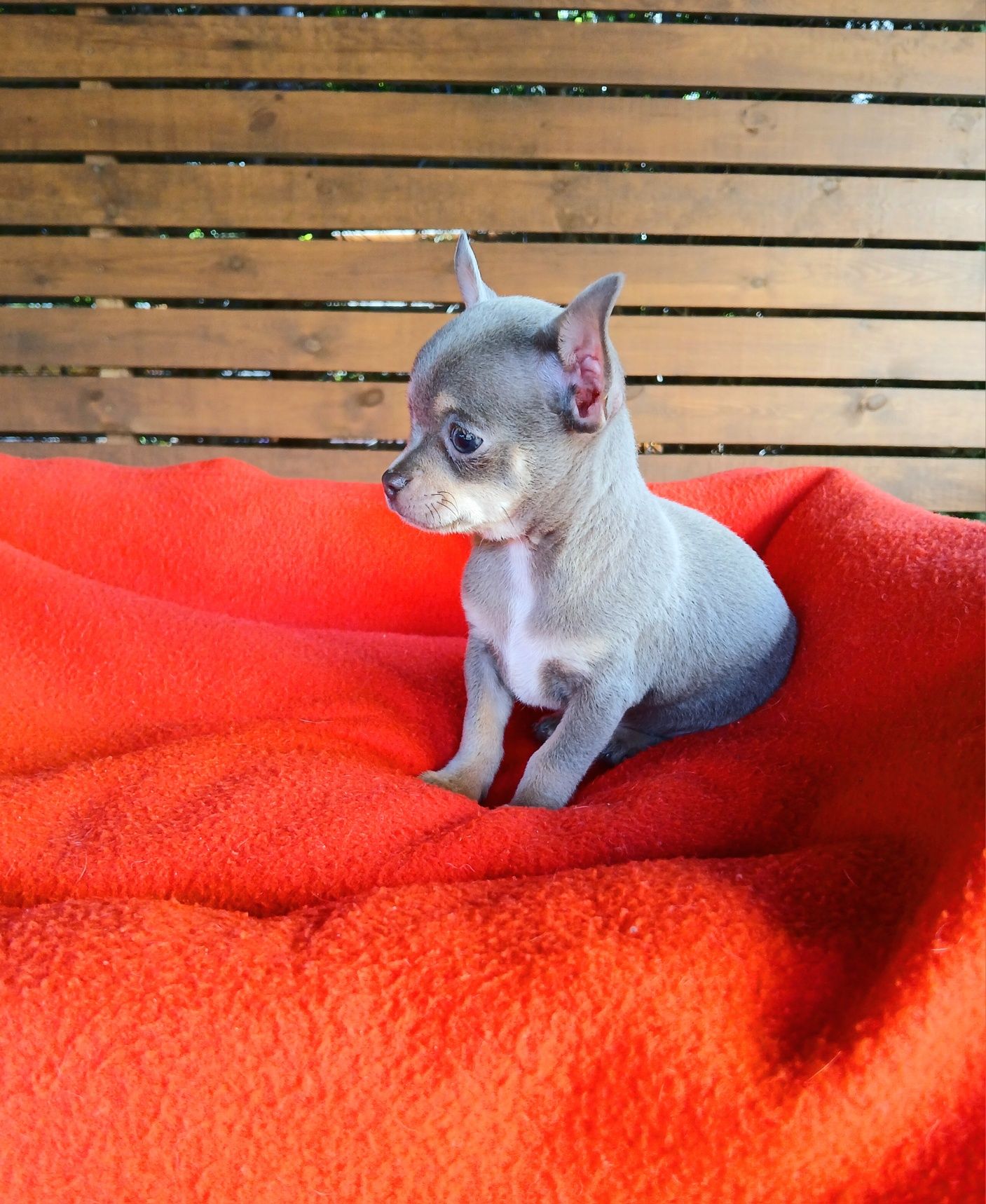 Piesek chihuahua liliowy