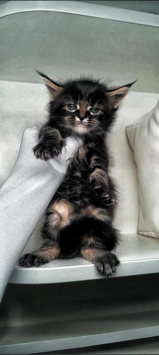 Крупный , ласковый Мальчик 
Чистокровный Мейн Кун