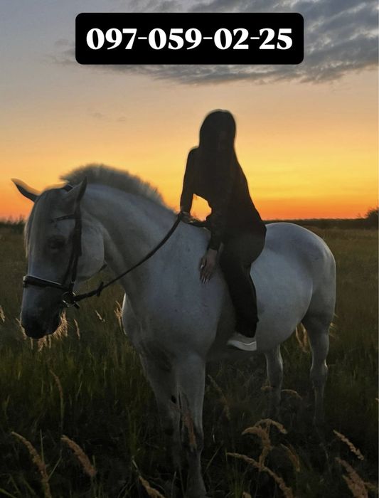 Продам Лошадь Кобыла