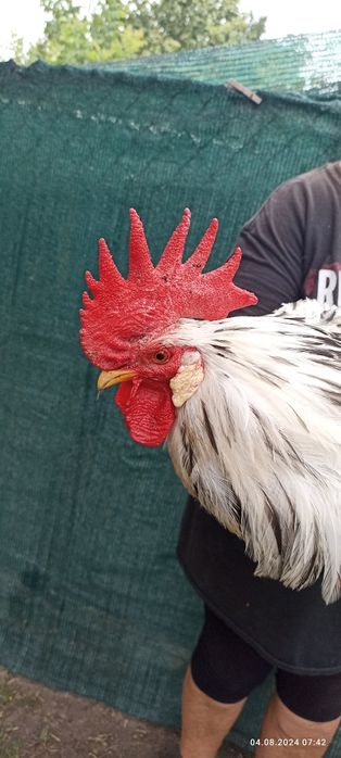 Сім'я курей породи Леггорн Долматинець Борки