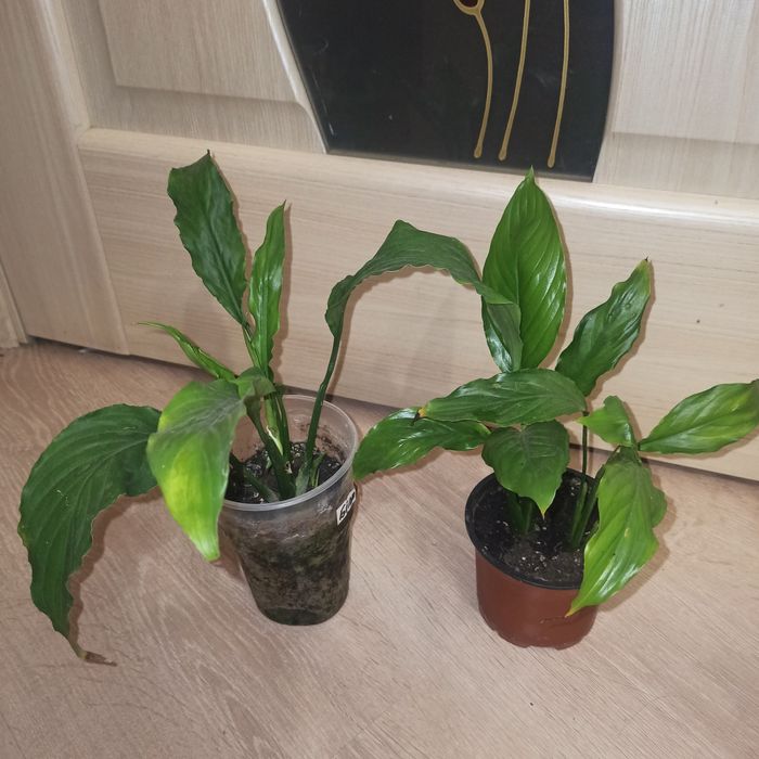 Жіноче щастя,спатифілум цвіте зараз