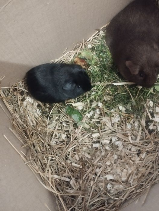 Морские свинки породы английский селф