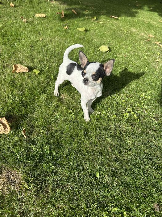 Szczeniak chihuahua piesek