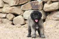 Cachorro Serra da Estrela com Lop